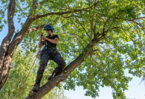 Tree Removal